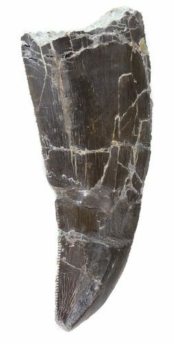 Large, Allosaurus Premax Tooth - Wyoming #43671